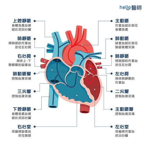 心臟位置圖|人體解剖學/心臟